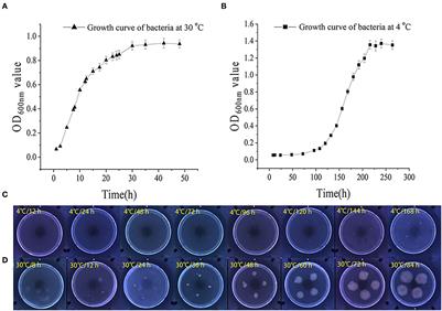 The enhanced expression of genes encoding diguanylate cyclases under cold stress contributes to the adhesion and biofilm formation of Shewanella putrefaciens WS13